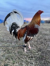 12 Chicken Hatching Eggs