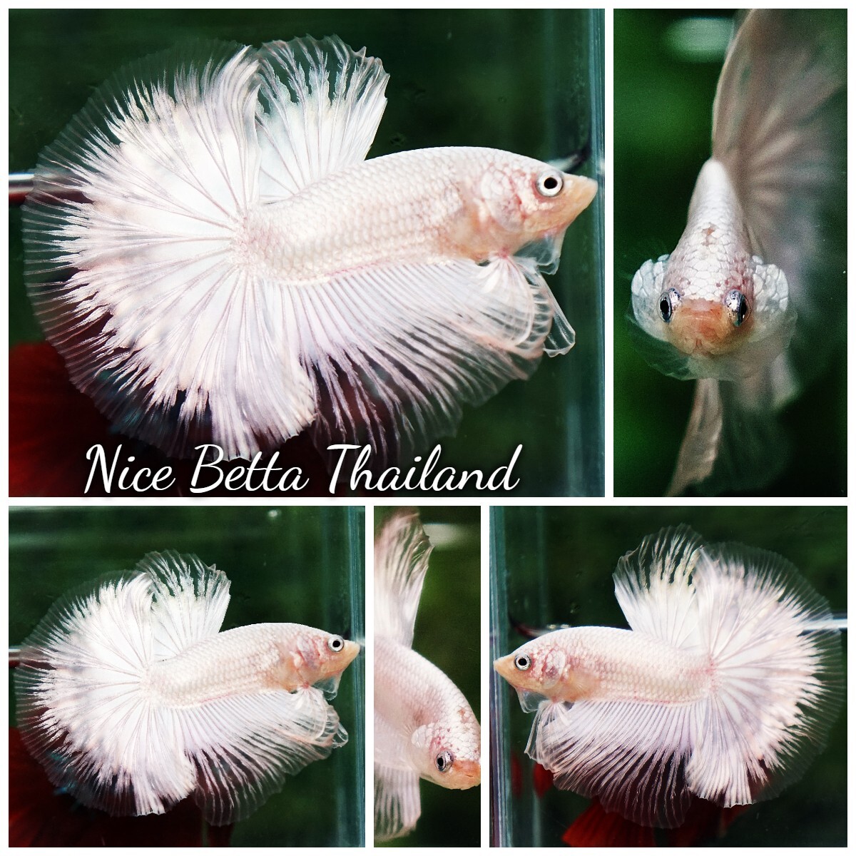 Betta Fish HM Platinum White Dragon (Original blood) By Nice