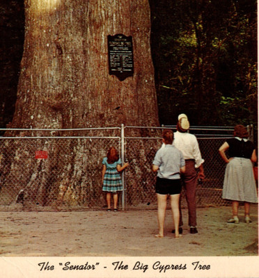 Vintage - Nostalgic The ''Senator'' The Big Cypress Tree Florida - Postcard - P6
