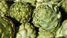 Artichoke  Green Globe Improved Amish Seeds  30 NON - HYBRID Seeds, NON - GMO