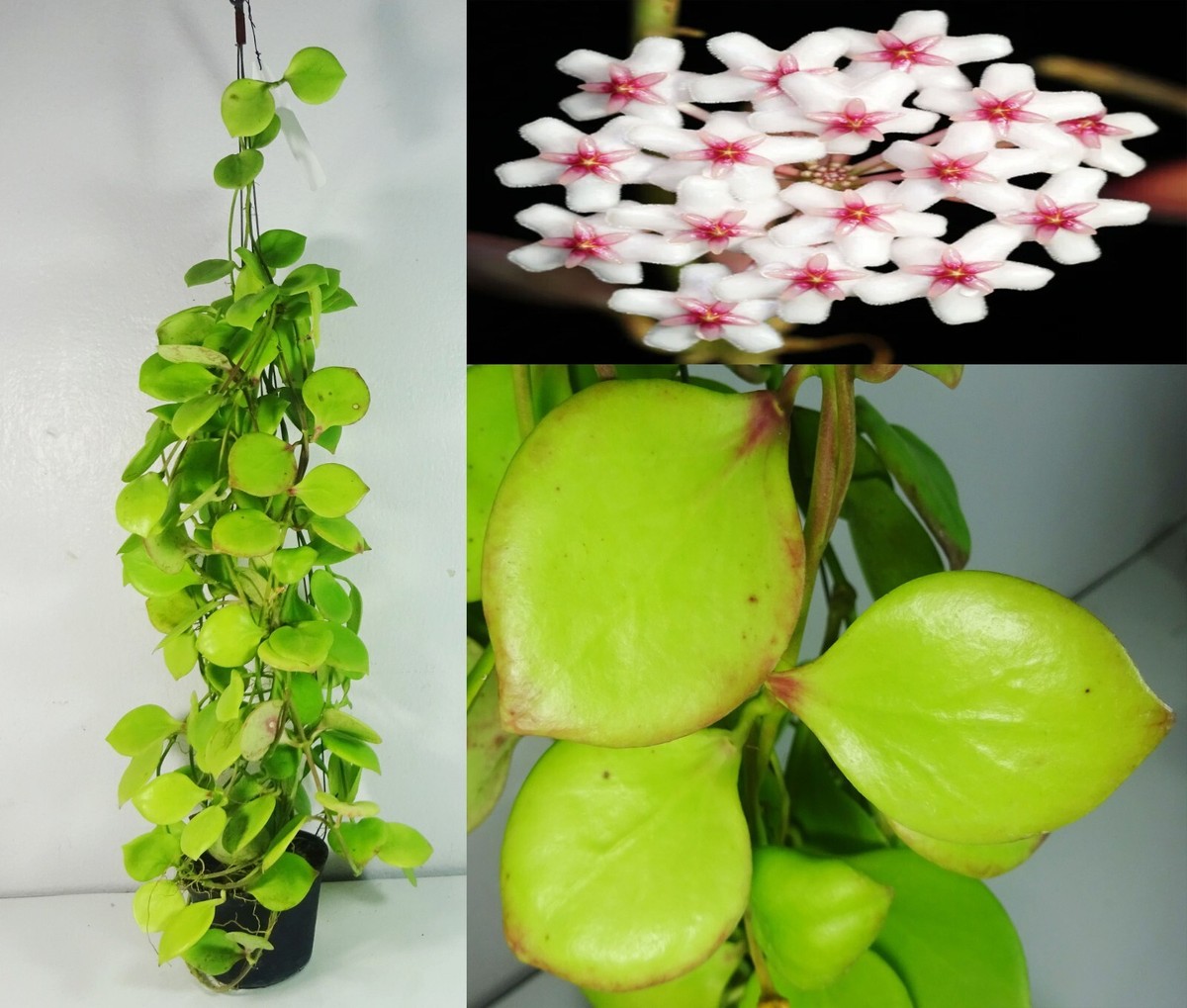 Hoya sp. NS05-055, 17 Inches Healthy Mature Plant, RARE Hoya sp. NS05-055, 17 Inches Healthy Mature Plant, RARE