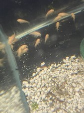 Corydoras Albino Catfish x 6 Tropical Freshwater Fish