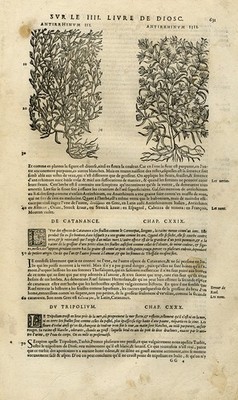 Antiker Druck - Botanik - Schnappdrache - Mattioli - S. 631 - Anonym - 1572