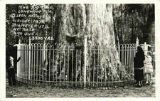 1938 RPPC The Big Tree People Longwood FL  Real Photo P266