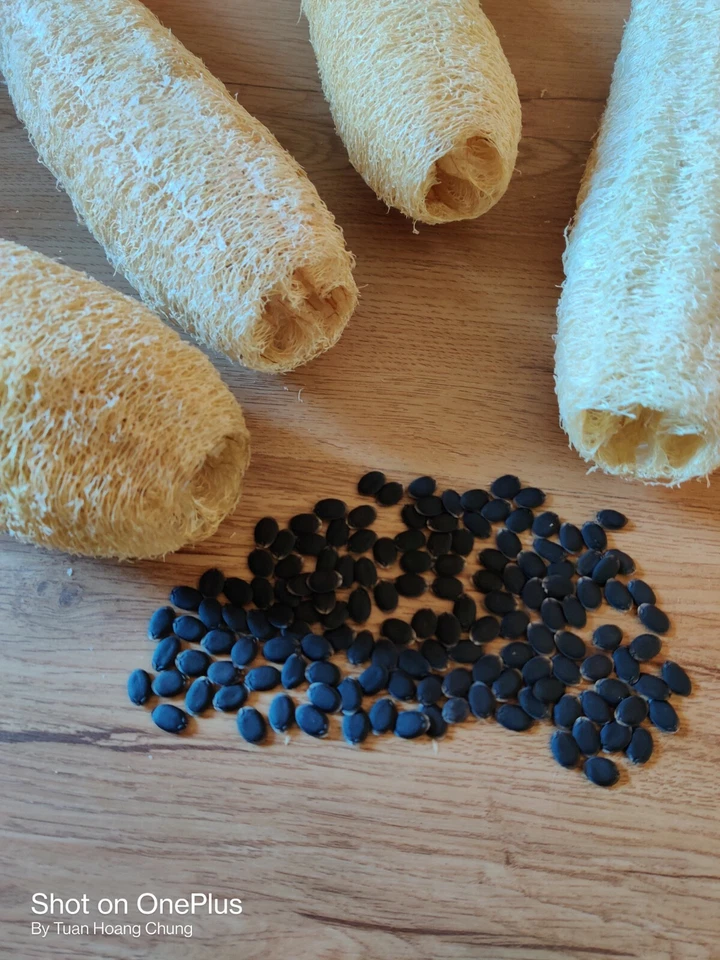 30 Semillas de Calabaza Luffa / Mướp Hương para temporada 2025. Vendedor de Estados Unidos Foto 4 de 4