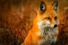 Photo Digital Art Product Wallpaper Background Image jpg - Picture fox animal