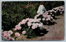 Vintage Antique Postcard CA Cushion Cactus Bloom California April 27 1921