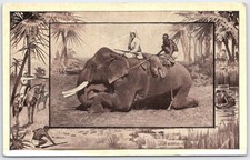 1909 African Elephant Hunting Scene Vintage Postcard by M.J. Mintz