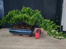 bonsai ginepro procumbenz 25 cm visita il negozio