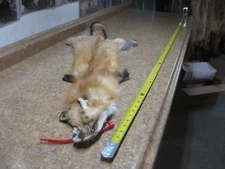 Tanned Red Fox Hide  #0006298 Row A-7