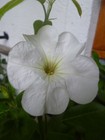 Bild 2 von 2