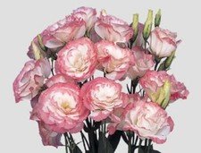 Lisianthus Seeds Mariachi Pink Picotee 25 Pelleted Seeds Flower Seeds