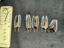 Eurasian Jay feathers