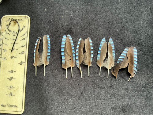 Eurasian Jay feathers