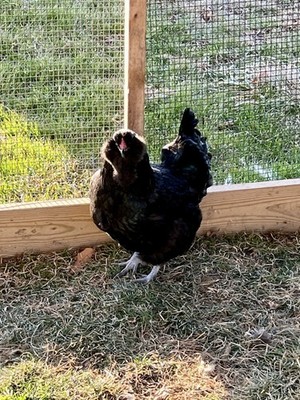 12 Hatching Eggs Variety! 6 Americauna (white/black/ermine) & 6 Barnyard Mix