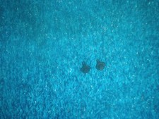 Attachment Screws Electronic Spark Control Module 1980's -90's ,EFI-TBI GM V8(E)