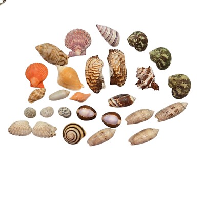 27 Sea Shell Lot Candy Cane Snail Shell Green Turbo ShellsPurple Top
