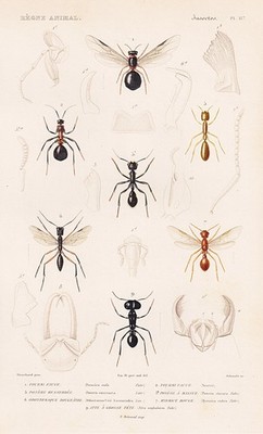 Formica rufa ants ants insects engraving steel engraving Cuvier 1849.