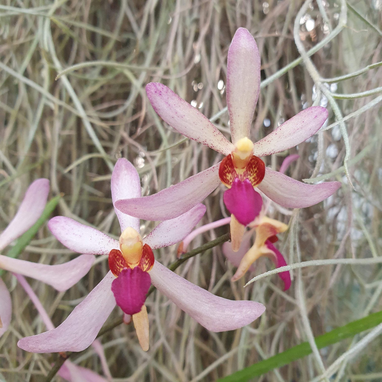 Arachnis labrosa x holcoossum kimballianum : fleurir une pièce sombre avec cette orchidée rare