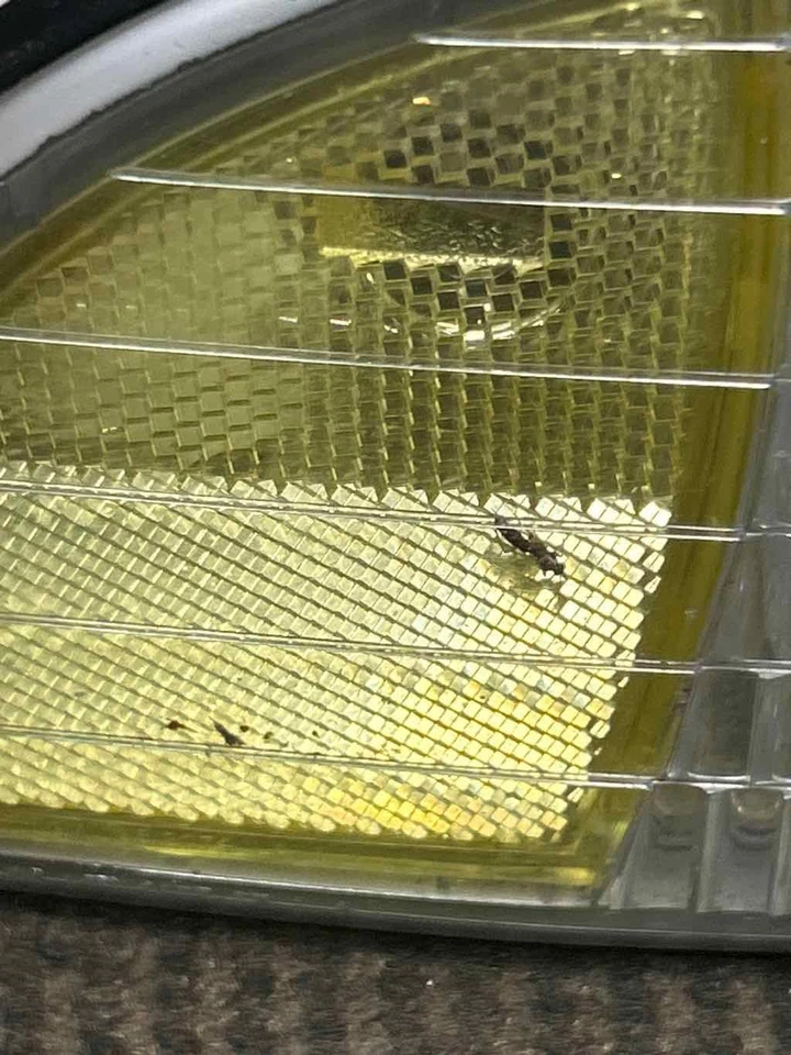 Fits 1991-1996 Chevrolet Caprice Right Turn Signal Lamp OEM:5976556 Foto 2 de 4