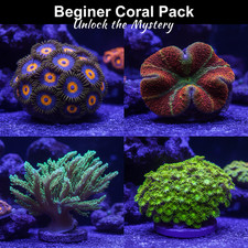 Beginner Coral Frag Pack 4 Frags 