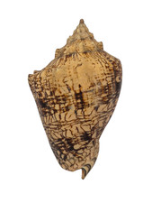 Conchiglia Shell VOLUTA EBRAEA Brasile 155 mm