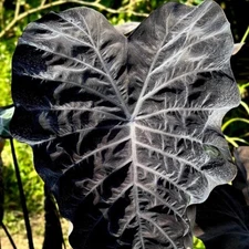 Colocasia Bulb Phantom New Hybrid Tuber (Includes All Import Duties And Taxes)