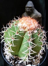 Melocactus matanzanus succulent cactus