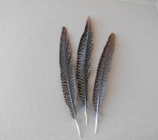 3  gestreifte Fasanen-Federn, Goldfasan  27 cm, Hutfedern