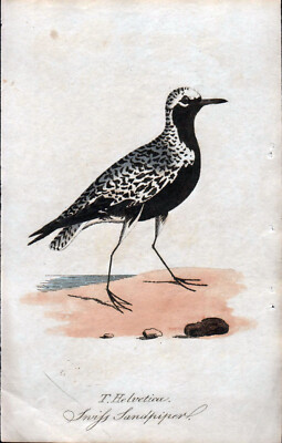 Farblithographie von John Hunt mit Regenpfeifer