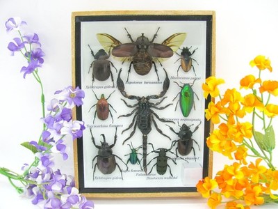 Unique piece - Real 3D prepared insects, showcase mural, museum quality a-m-66
