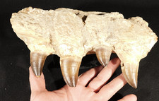 Big! NICE! Mosasaurus JAW Bone Fossil with FOUR! TOOTH Fossils Morocco 1707gr