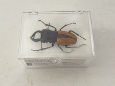 Lucanidae - Stag Beetle - Male - Odontolabis Ludekingi - Sumatra - Unmounted