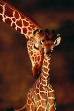 Giraffe with Calf Photo Baby Giraffe Poster Giraffe Wall Art Giraffe Pictures fo