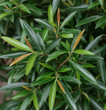 Homonoia riparia SEEDS - Water willow | Willow-leaved homonoia
