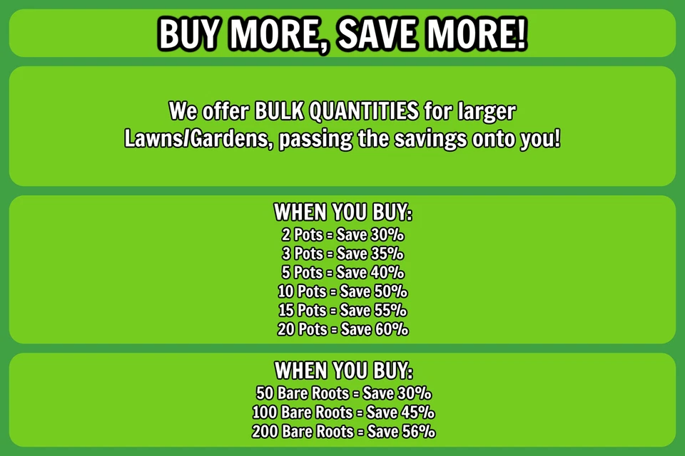 Live CREEPING ROSEMARY Plant / Rosmarinus Officinalis PROSTRATUS - [3.5" Pot] - Image 3 of 4