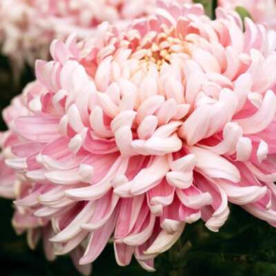 Japanese Pink Chrysanthemum Seeds ~ Cool Flowers ~ Rare ~ Heirloom