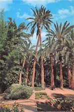 SPAIN ELCHE HUERTO DEL CURA PALMERAS ROMEO ET JULIETA