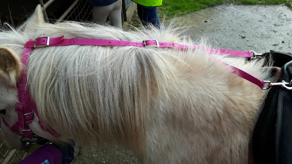 DAISY REIN Web Horse Pony - STOPPT Ponys Gras fressen. viele FARBEN