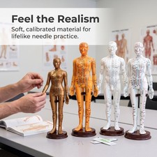 Acupuncture Model for Needle Insertion Practice & Point Study
