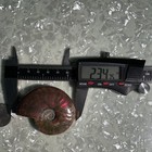Polished Ammonite Fossil Specimen Spiral Shell Approx 2.34 in (73.4 mm ...