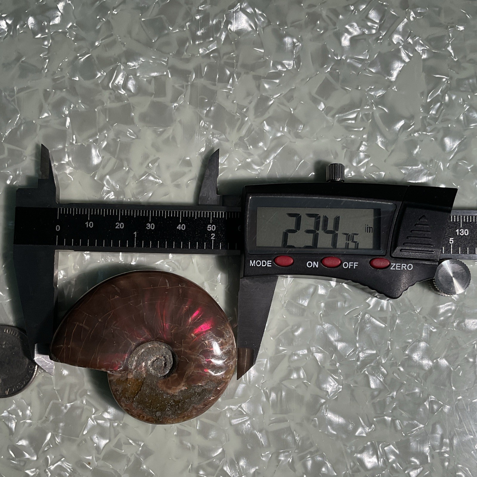 Polished Ammonite Fossil Specimen Spiral Shell Approx 2.34 in (73.4 mm ...