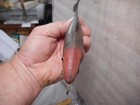 Vintage UNKNOWN Lure 7 3/16 '' Rubber glass eyes — photo 10