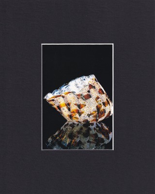 8X10'' Matted Print Art Picture Blown Glass, Dale Chihuly: Macchia 1982