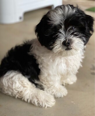 female lhasa apso for sale