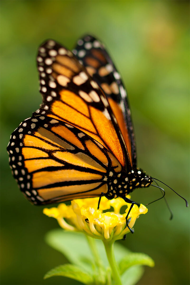 Yellow Monarch Butterfly
