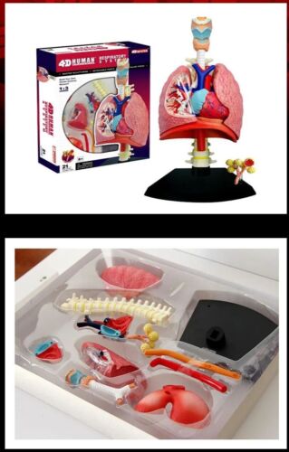 4D Master Pädagogisches Spielzeug montiertes Modell menschliche Lungenanatomie Atmungssystem - Bild 1 von 10