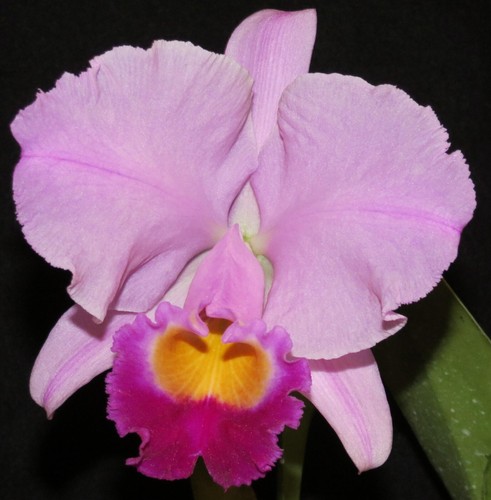 Cattleya trianaei ‘Cashens’ FCC/AOS Original Division Species