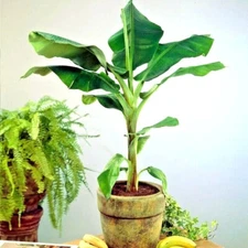 10 "DWARF" Cavendish BANANA Tree Seeds Musa acuminata Hardy Tropical Fruit Plant