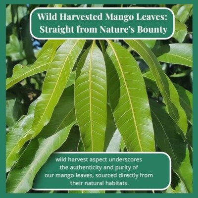 2.6oz Dried Mango Leaves Tea, Hojas De Mango , Diabetic , Digestive & Immune Tea